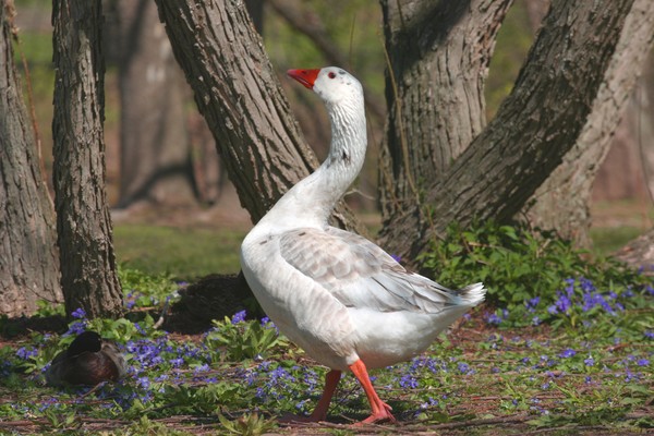 Spring Walk