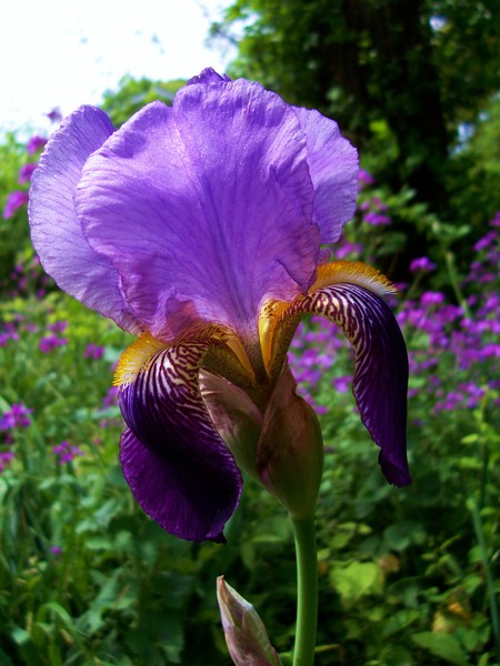 Purple Iris. Photo.