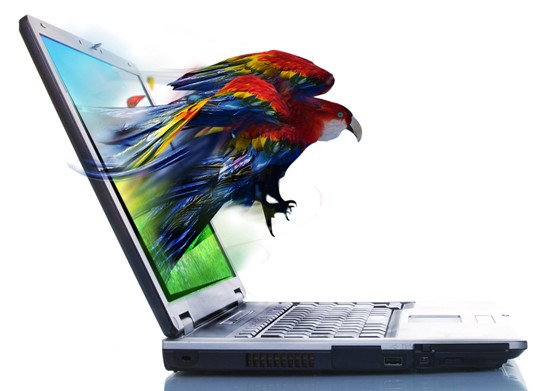 parrotscape