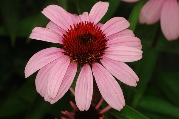 daisy?