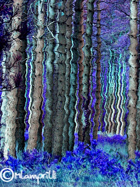 quivering forest