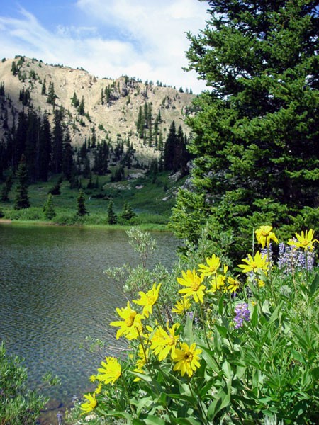 Rocky Mountain High