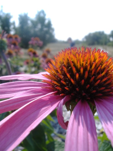 Echinacea