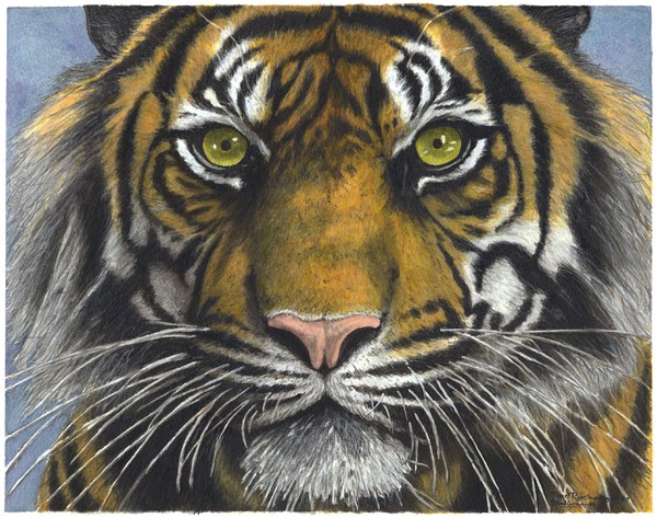 Tiger! Tiger! burning bright