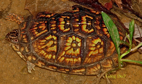 Non Ninja Turtle