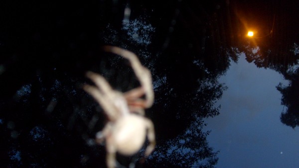 Arachniphobia?