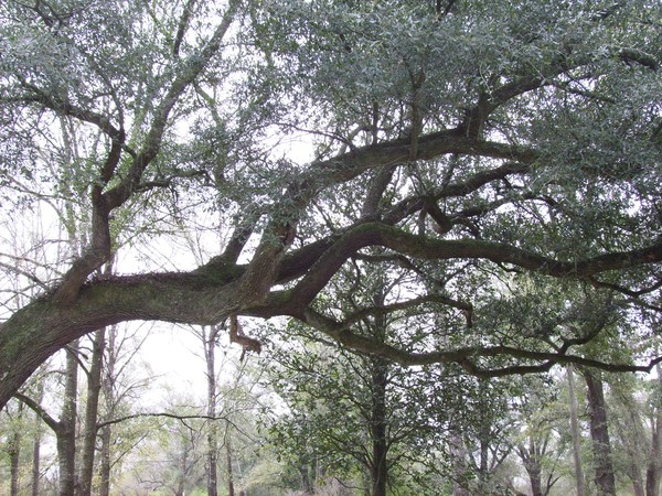 oak tree