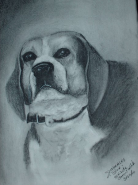 Rescued pet