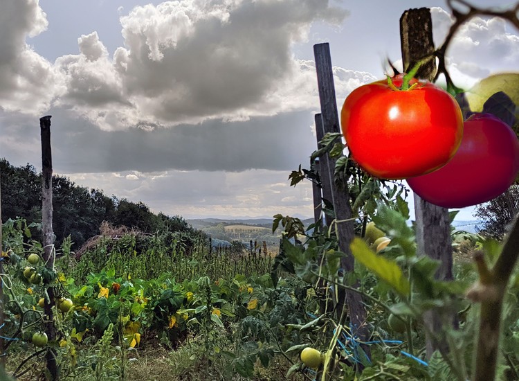 the tomatoe