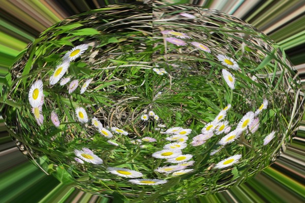 WILD FLOWERS