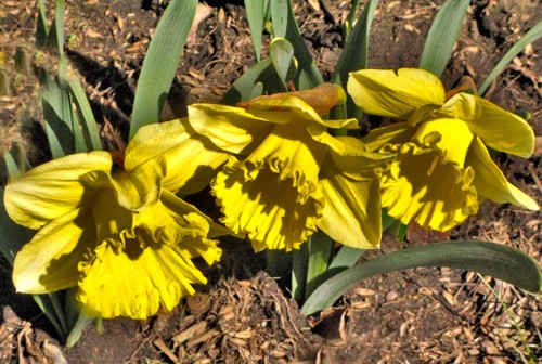THREE SISTERS