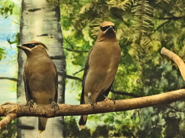 BIRDS OF A FEATHER