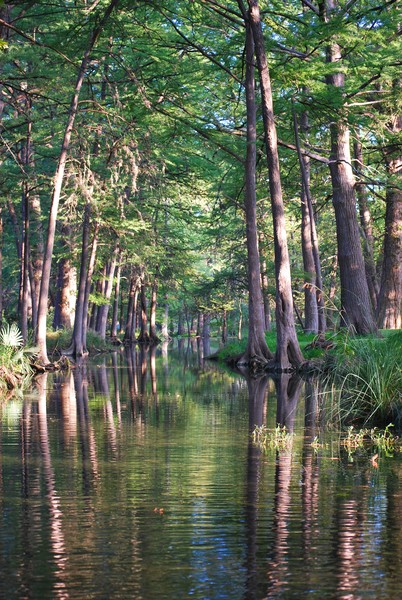Cypress Creek Reflections