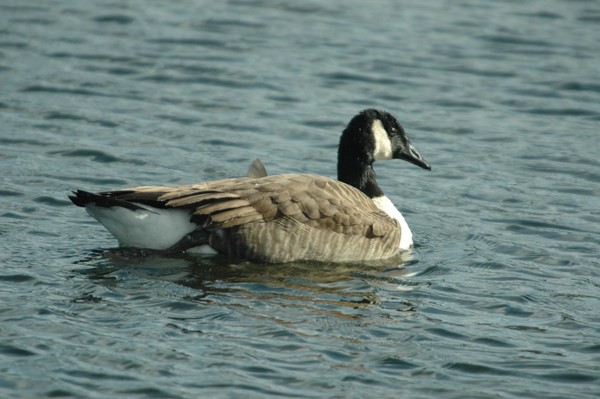 Canadian goose