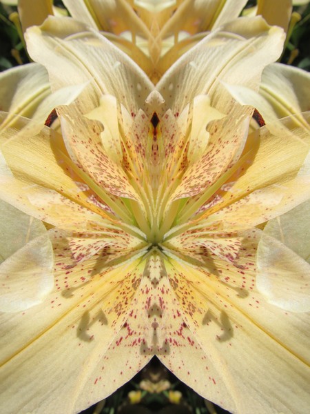 Lily Fantasy