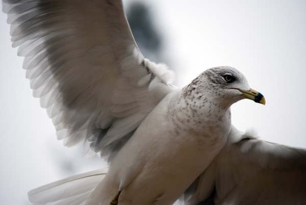 Seagull