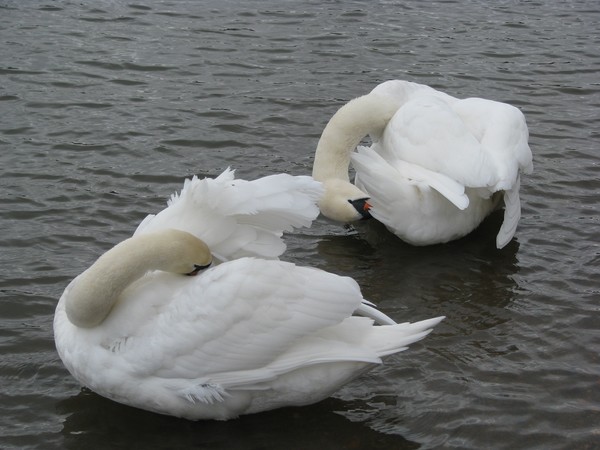 The 2 swans