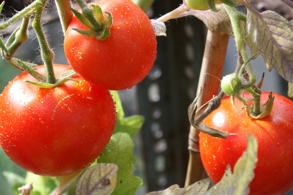 Tomatoes