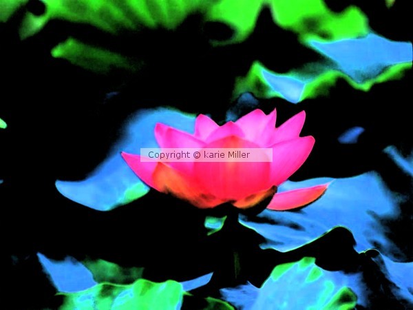 flowers 4
