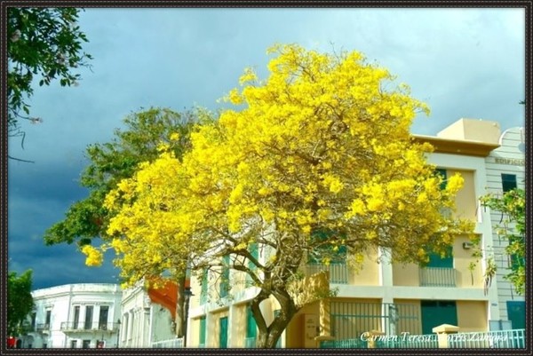 Yellow Tree