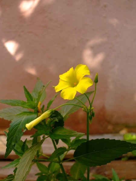 simplest flower