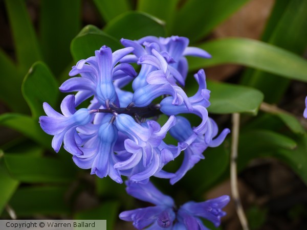 Blue Beauties 4/22/2014