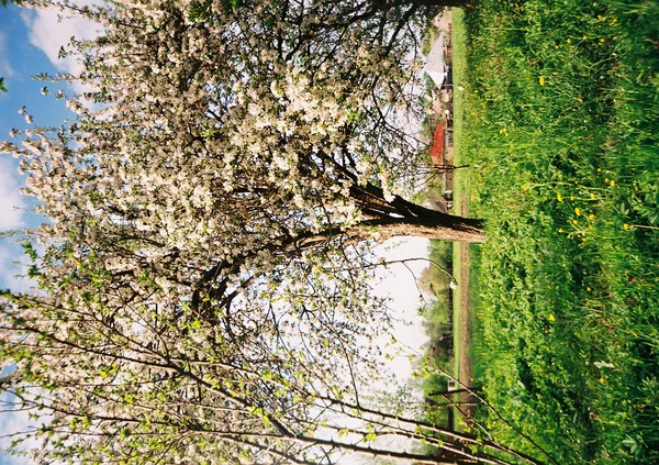 Apple tree