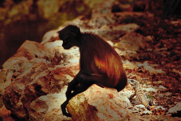 Mammals and reptiles