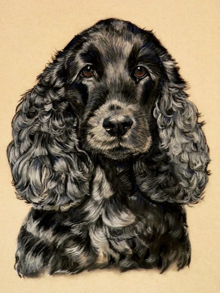 Black Spaniel