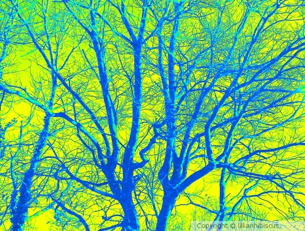 Tree Series II