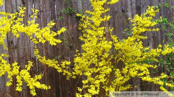 Forsythia Display
