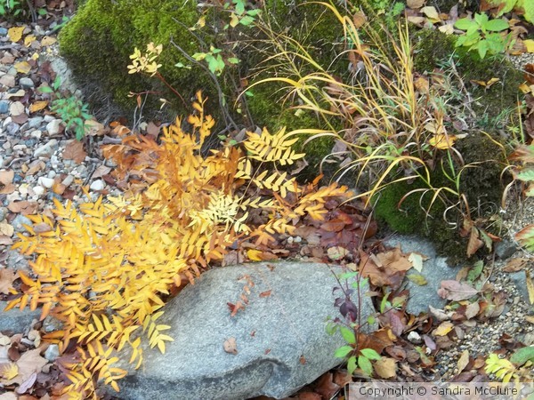 Arkansas Fall Foliage