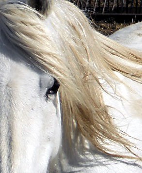 Arabian