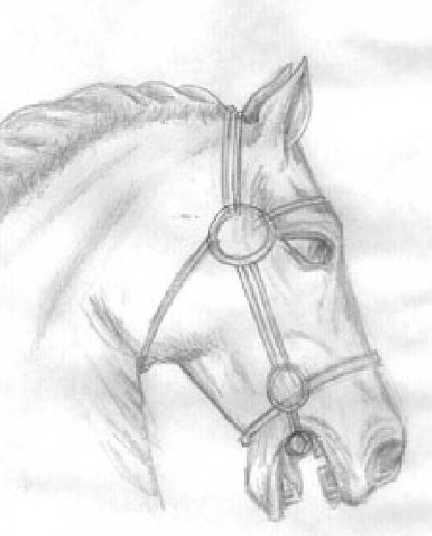 horse head side profile drawing