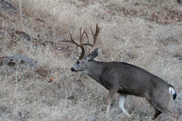 BUCK