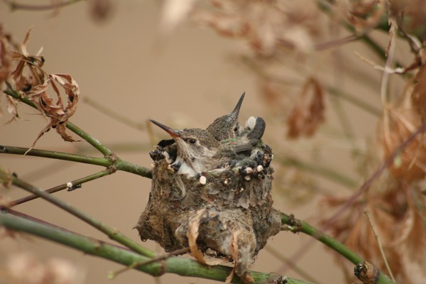 BABY HUMMERS