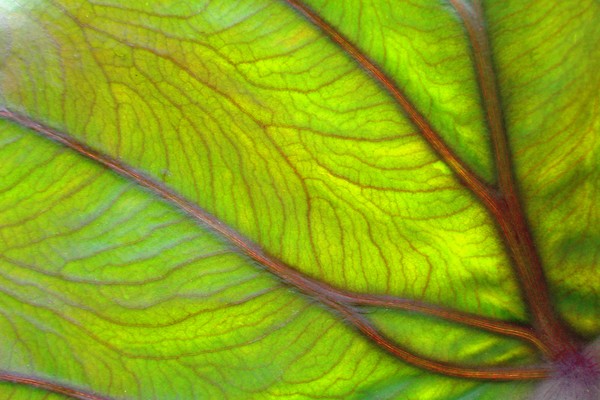 Sometime the Leaves Are Just As Beautiful
