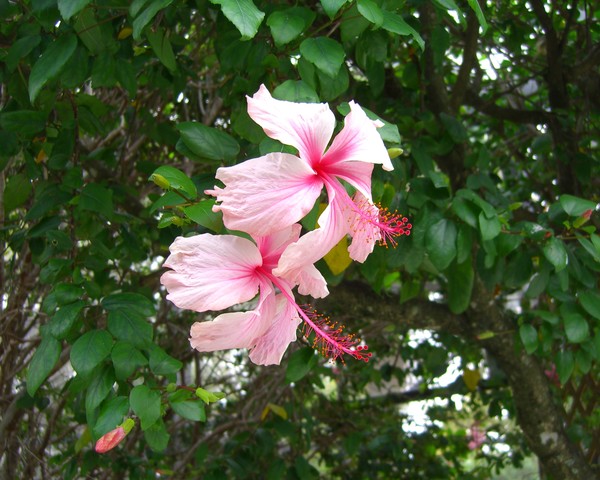 Pretty Pink Duo