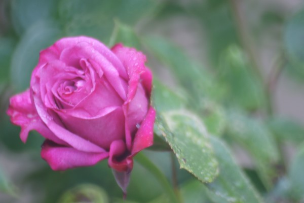 Spring Rose