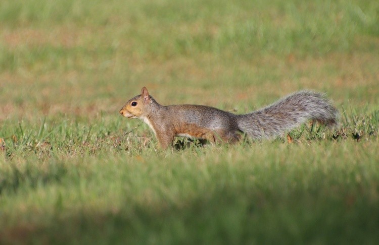 squirrel