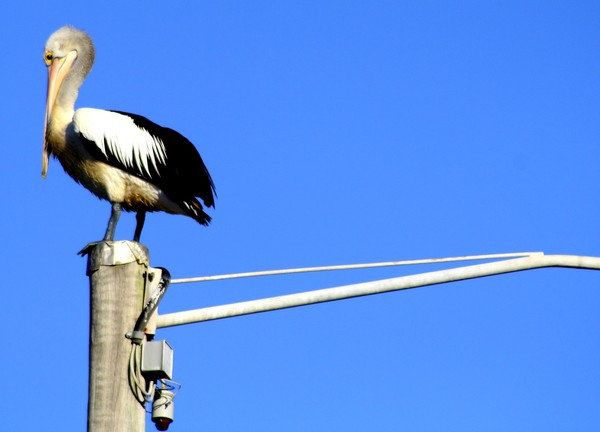 Pelican on Pole