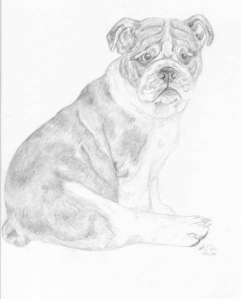Bulldog