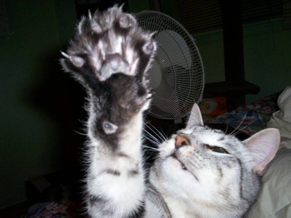 Oliver showing his paw