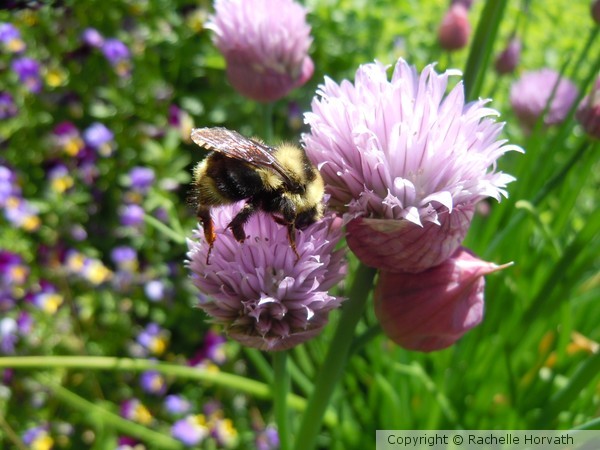 buzy on the chives