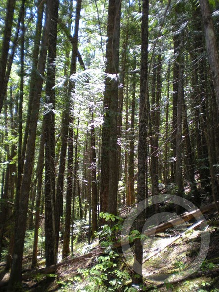 mossy haven