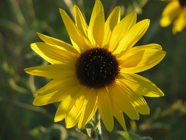 Sun Flower