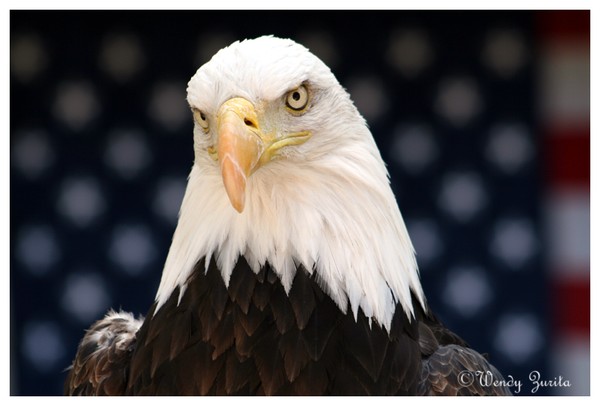 Eagle