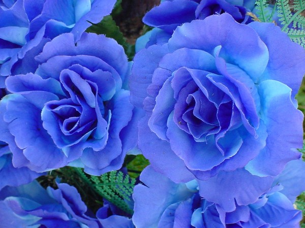 More Blue Silk