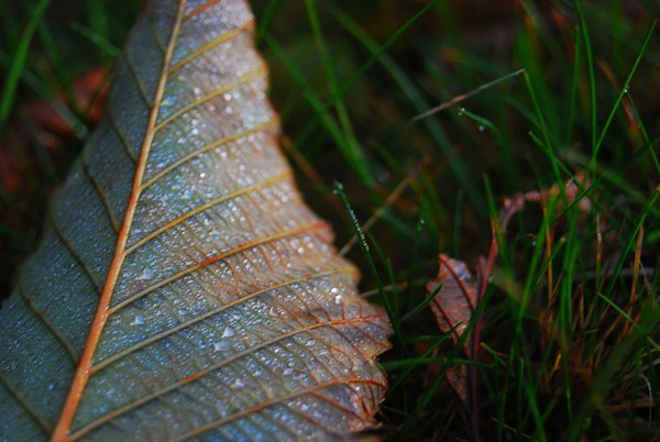 colourful leaf