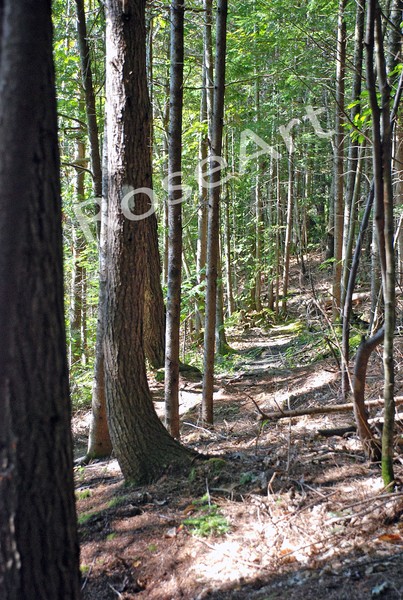 Walking Through the Woods